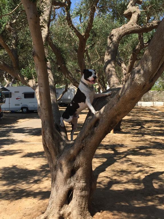 Camping Porto Miggiano Santa Cesarea Terme Dış mekan fotoğraf